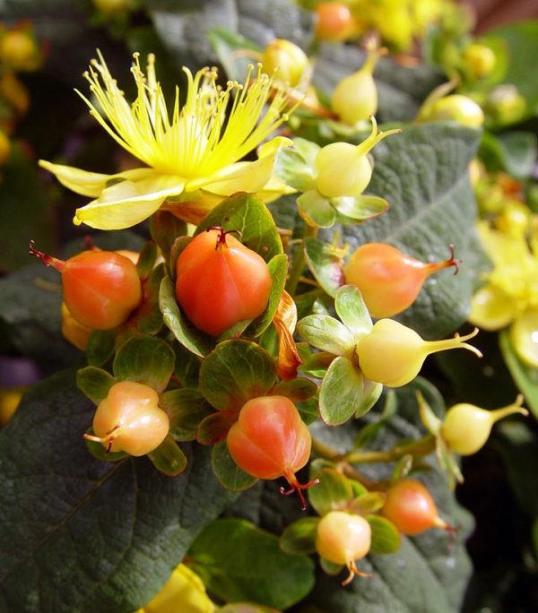 HYPERICUM INODORUM `PUMPKIN`