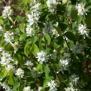 AMELANCHIER ALNIFOLIA `STANDING OVATION`