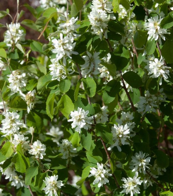 AMELANCHIER ALNIFOLIA `STANDING OVATION`
