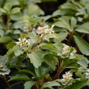 PACHYSANDRA PROCUMBENS