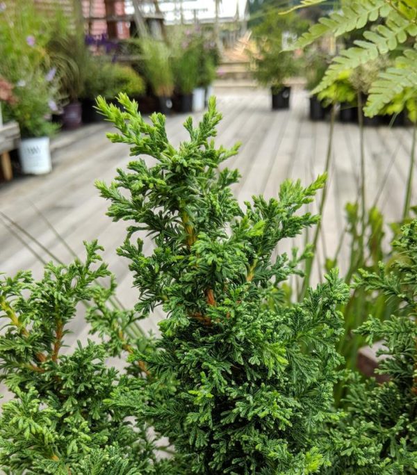 CHAMAECYPARIS THYOIDES `TOP POINT`