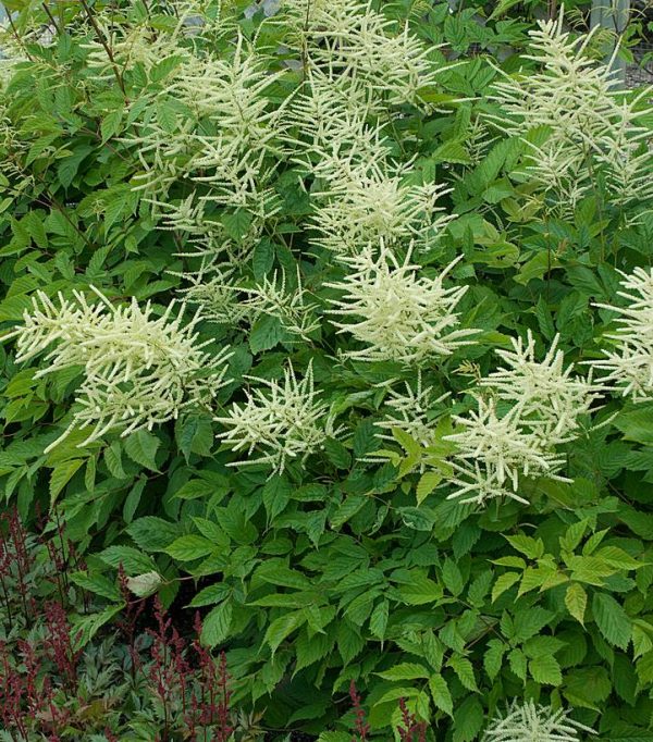 ARUNCUS DIOICUS