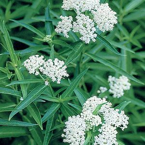 ASCLEPIAS INCARNATA `ICE BALLET`
