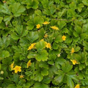 GEUM FRAGARIOIDES