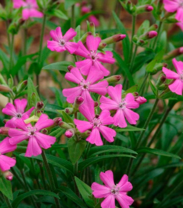SILENE CAR. `SHORT AND SWEET`