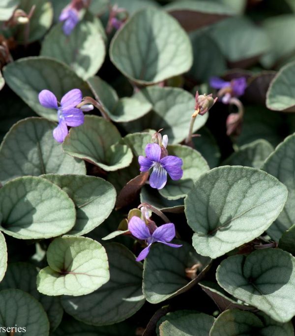 VIOLA WALTERI `SILVER GEM`