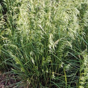 DESCHAMPSIA CESPITOSA `PIXIE FOUNTAIN`