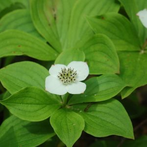 CORNUS CANADENSIS