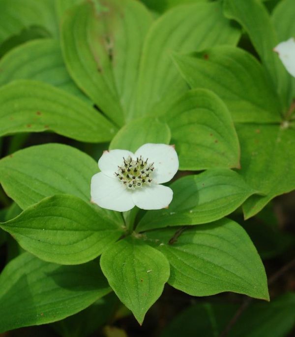 CORNUS CANADENSIS