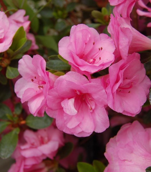 AZALEA `ROSEBUD`