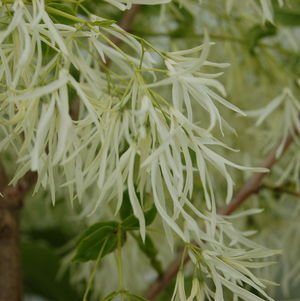 CHIONANTHUS VIRGINICUS