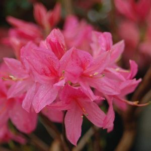 AZALEA `ROSY LIGHTS`