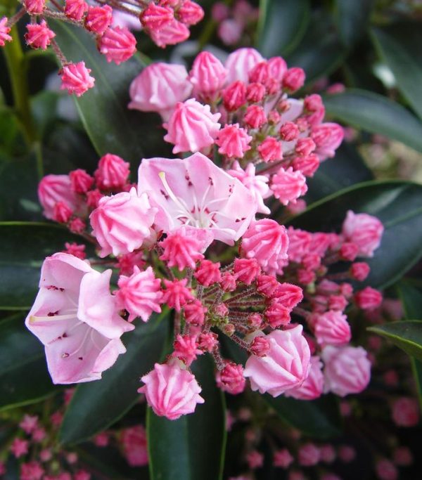 KALMIA LATIFOLIA `GOOD SHOW`