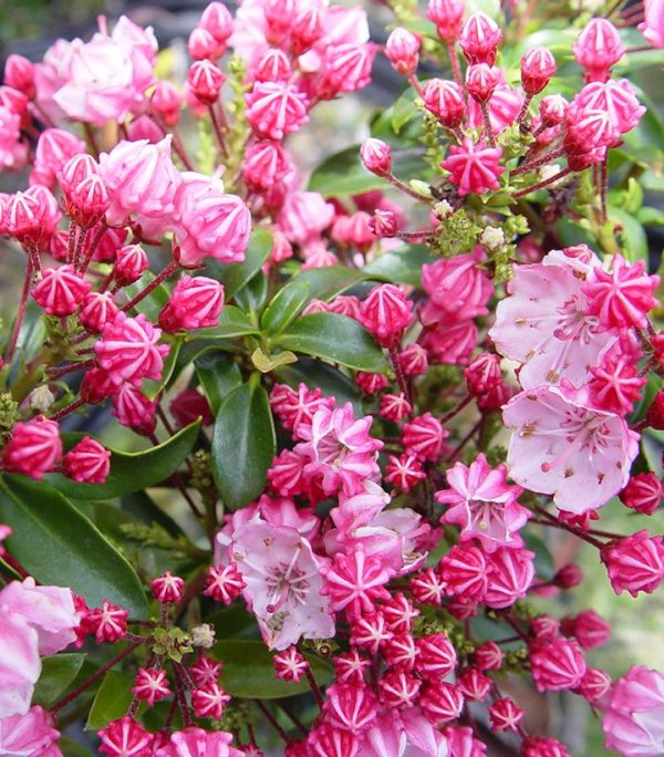 KALMIA LATIFOLIA `LITTLE LINDA`