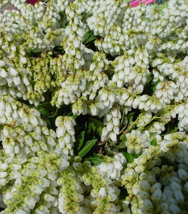 PIERIS JAPONICA `CAVATINE`