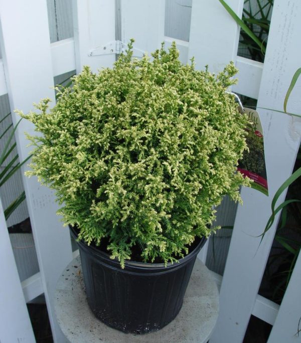 CHAMAECYPARIS PISIFERA `CREAM BALL`