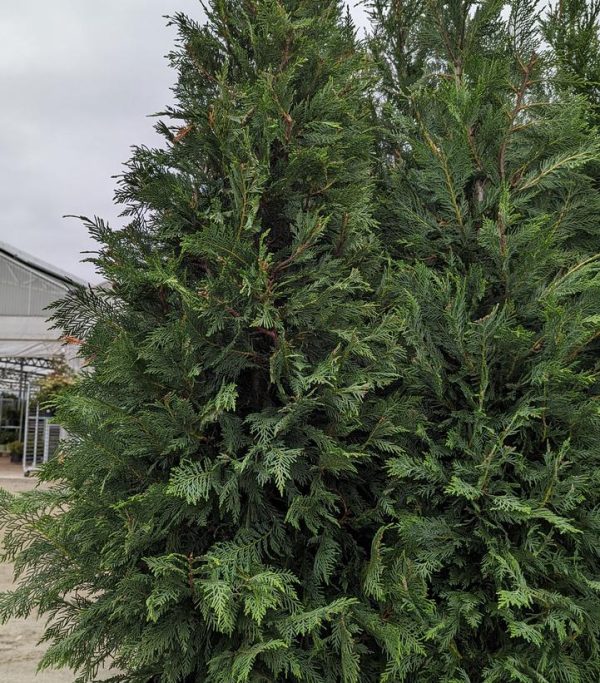 CUPRESSOCYPARIS X LEYLANDII