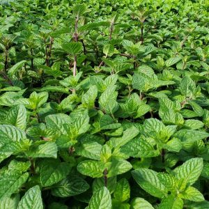 MENTHA `BERRIES & CREAM`