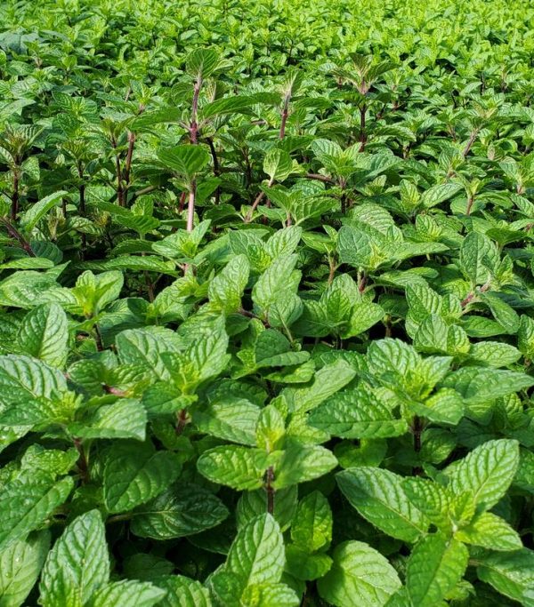 MENTHA `BERRIES & CREAM`