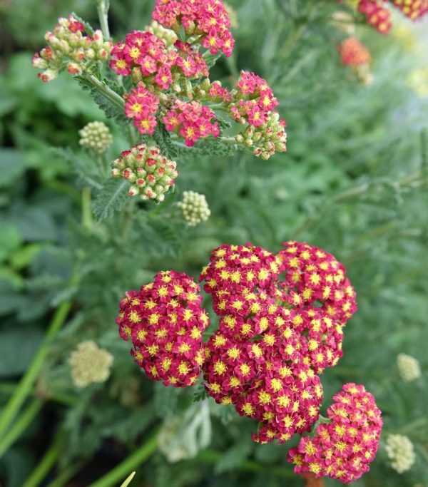 ACHILLEA `STRAWBERRY SEDUCTION`