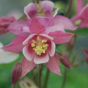 AQUILEGIA `BIEDERMEIR`