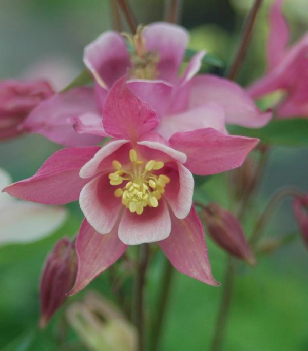 AQUILEGIA `BIEDERMEIR`