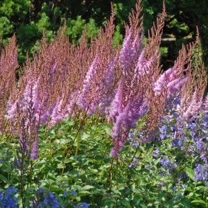 ASTILBE CHINENSIS `PURPLE CANDLES`