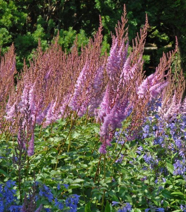 ASTILBE CHINENSIS `PURPLE CANDLES`