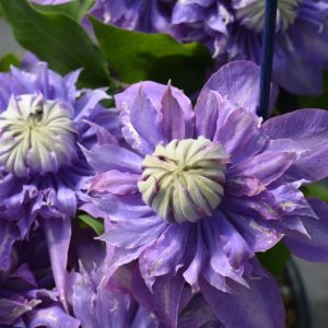 CLEMATIS `DIAMANTINA` (MUST SLEEVE)
