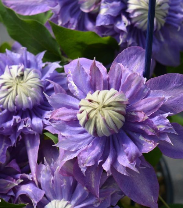 CLEMATIS `DIAMANTINA` (MUST SLEEVE)
