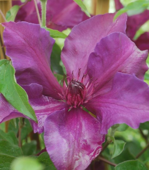 CLEMATIS `FLEURI` (MUST SLEEVE)