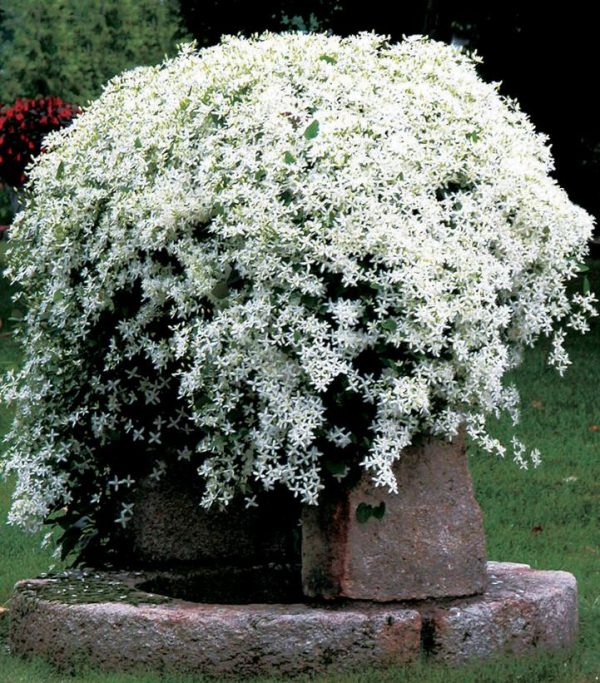 CLEMATIS PANICULATA - WHITE