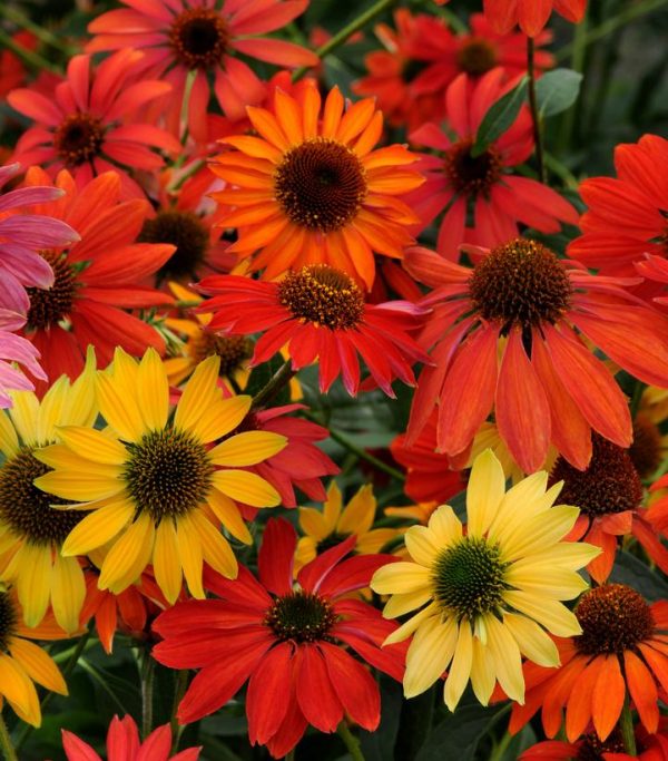 ECHINACEA `CHEYENNE SPIRIT`