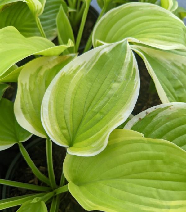 HOSTA `FRAGRANT BOUQUET`