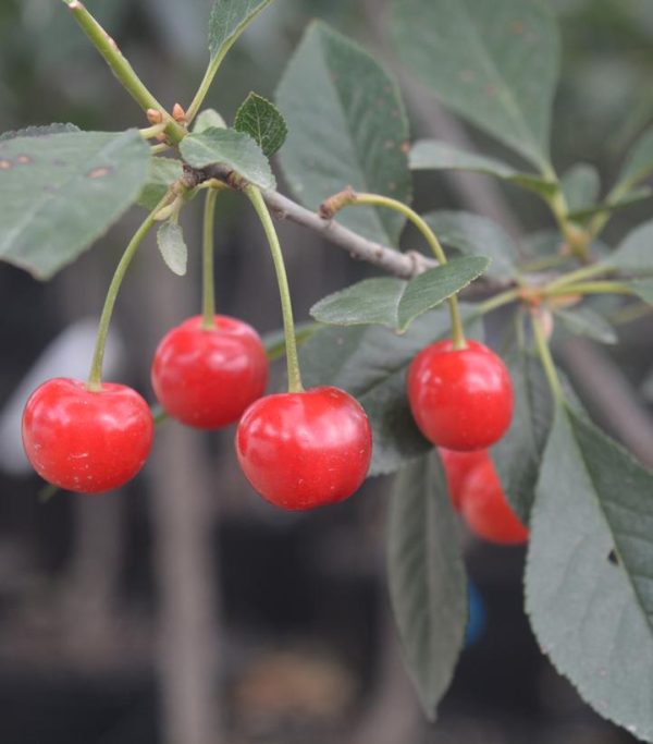 PRUNUS `NORTH STAR` CHERRY TART