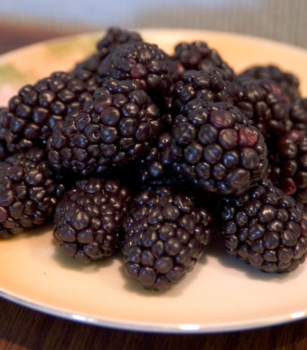 RUBUS OCCIDENTALIS `BRISTOL` (BLACK)