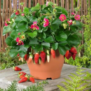 STRAWBERRY `GASANA`