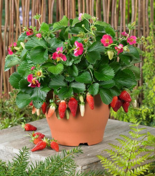 STRAWBERRY `GASANA`