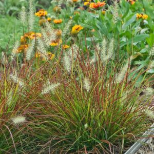 PENNISETUM ALOPECUROIDES `BURGUNDY BUNNY`