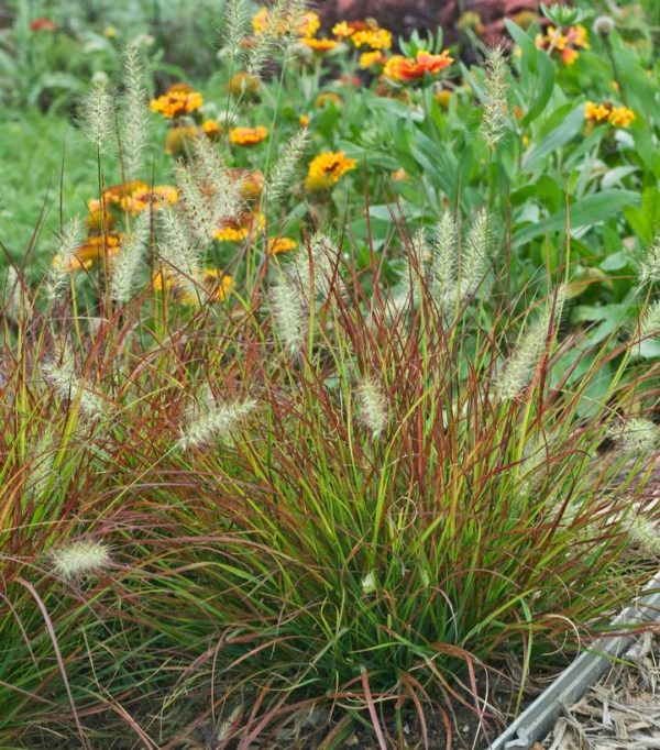 PENNISETUM ALOPECUROIDES `BURGUNDY BUNNY`