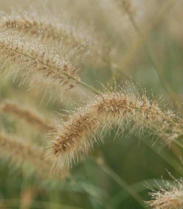 PENNISETUM ALOPECUROIDES `HAMELN`