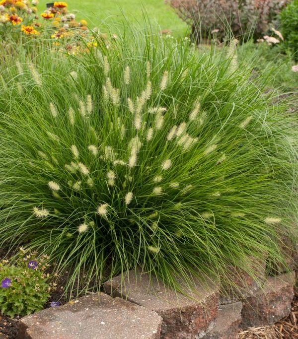 PENNISETUM ALOPECUROIDES `LITTLE BUNNY`