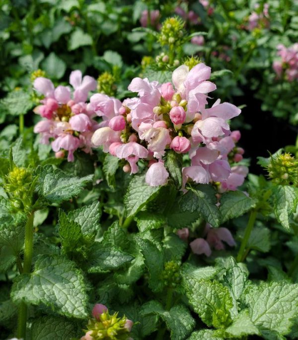 LAMIUM MACULATUM `PINK PEWTER`