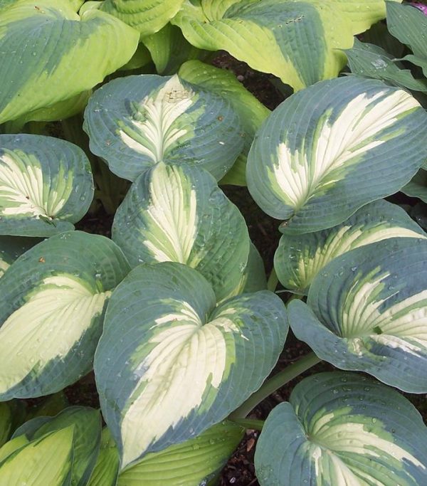 HOSTA SHADOWLAND `HUDSON BAY`