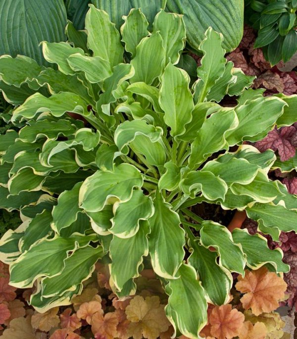 HOSTA SHADOWLAND `WHEEE`