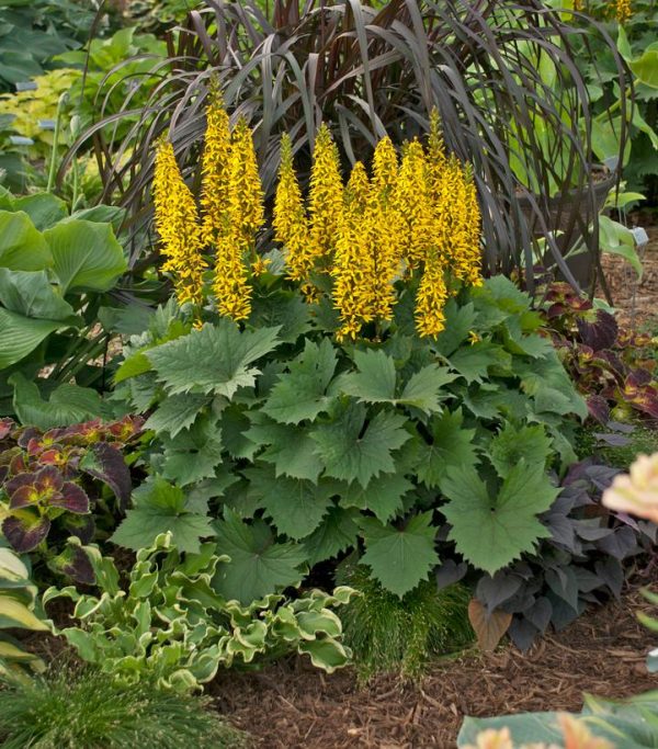 LIGULARIA `BOTTLE ROCKET`
