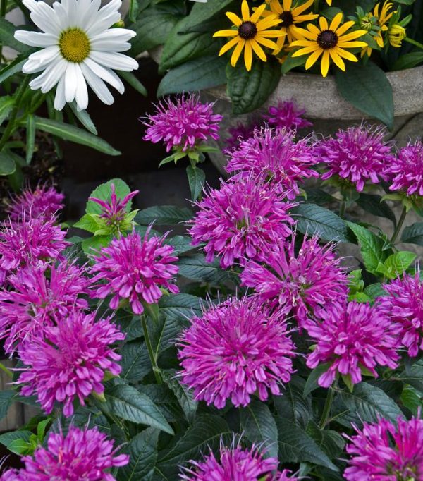 MONARDA `PARDON MY PURPLE`