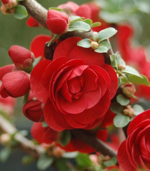 CHAENOMELES `DOUBLE TAKE SCARLET`