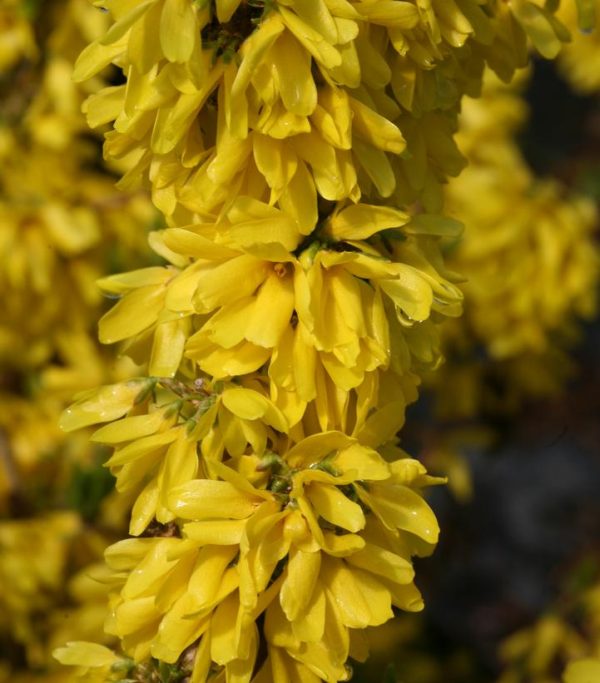 FORSYTHIA X `SHOW OFF STARLET`