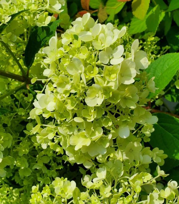 HYDRANGEA PAN. `BOBO`